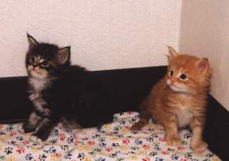 Chutzpah's kittens at 4 weeks