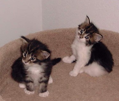 Hoppy's kittens at 4 weeks