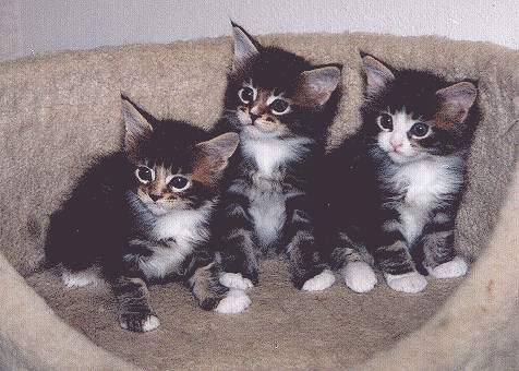 Lindy Kittens